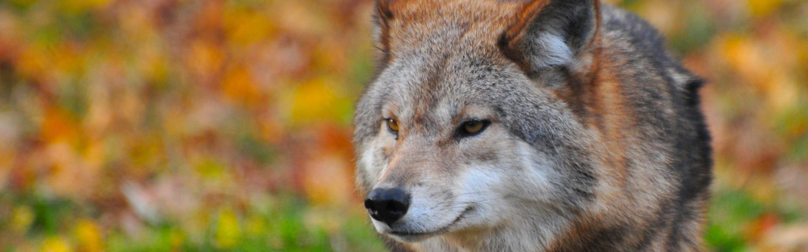 Transparenz bei Wolfsrissen gefordert