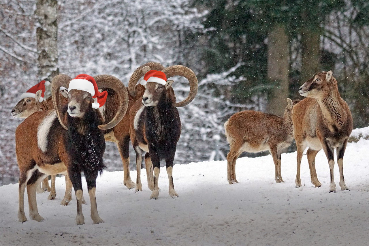 Muffelwild mit Weihnachtsmütze